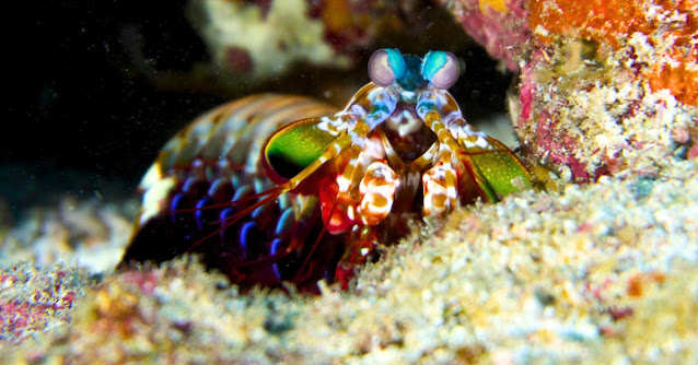 shrimp mantis water image