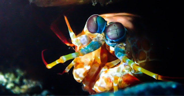 Peacock Mantis Shrimp