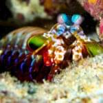 shrimp mantis water image