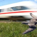bullet train and Peregrine Falcon image