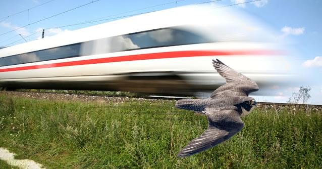 bullet train and Peregrine Falcon image